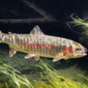 Meet your Posher, Jonah horner